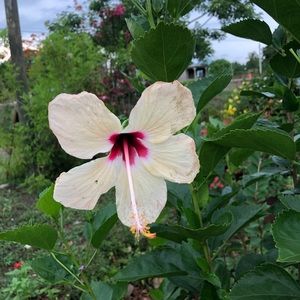 Meet your Posher, Yafresi